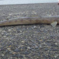 爆風で何が釣れる？