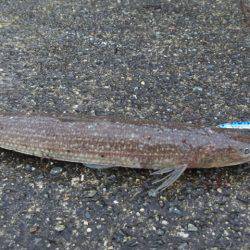 雨の後はキビシイ???