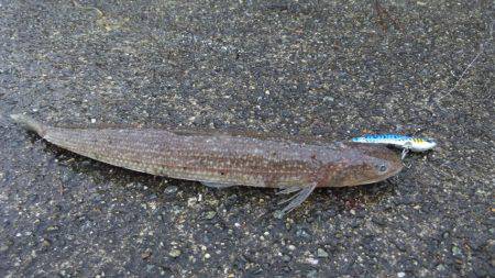雨の後はキビシイ???