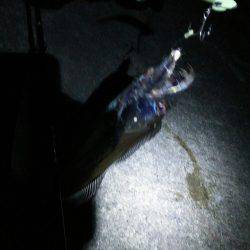 サイズもなかなか