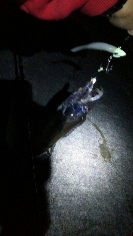 サイズもなかなか