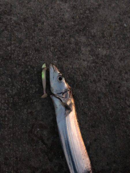 南芦屋浜タチウオ