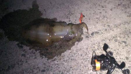 いいサイズのアオリイカでした！！