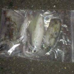 久々のアオリイカ複数釣れました！