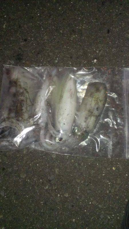 久々のアオリイカ複数釣れました！