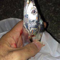 出血大サービス