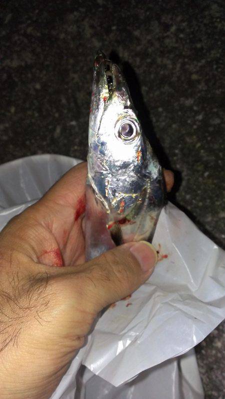 出血大サービス