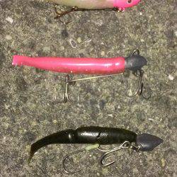 シャッド系全滅