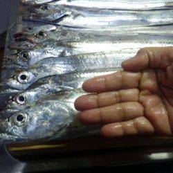 タチウオ　やっとツ抜け