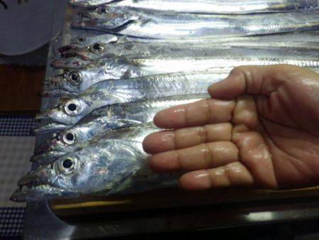 タチウオ　やっとツ抜け