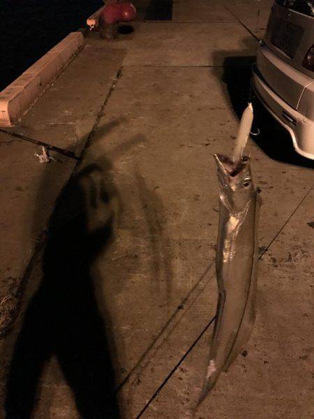 タチウオがジャンピング