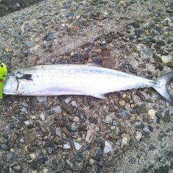 ハマチが釣りたいのに