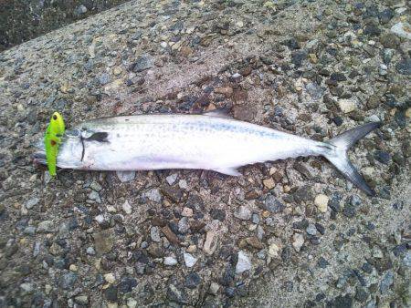 ハマチが釣りたいのに