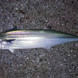 なかなかサワラまで届かない