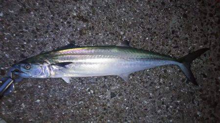 なかなかサワラまで届かない