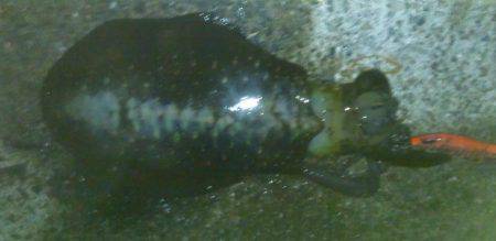 長期戦アオリイカ