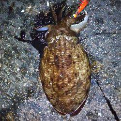 そろそろ終盤戦？