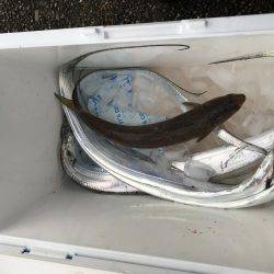 ミノーでタチウオ\(^o^)/