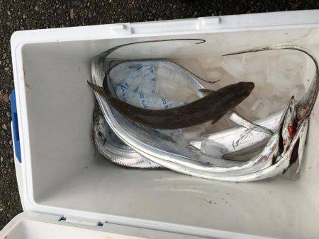 ミノーでタチウオ\(^o^)/