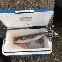 人生初のサゴシ