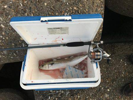 人生初のサゴシ