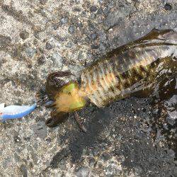 しぶ〜いエギング