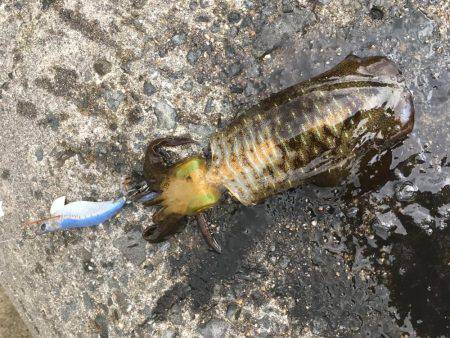 しぶ〜いエギング