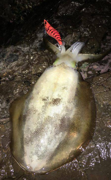 そろそろホゲるかと…