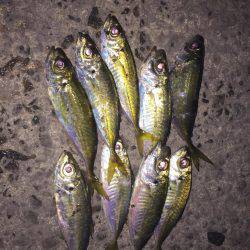 アジング釣行①