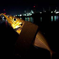 エギングに行けないので