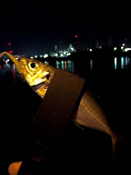 エギングに行けないので