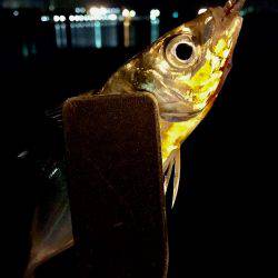 アジさんはお留守です♪