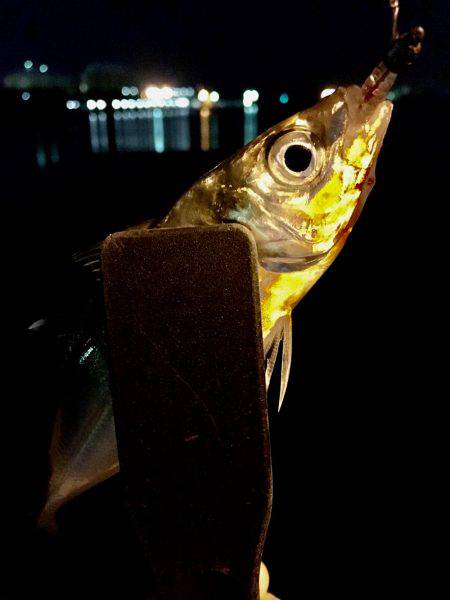 アジさんはお留守です♪