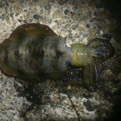 もー終わりかな