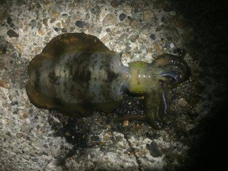 もー終わりかな