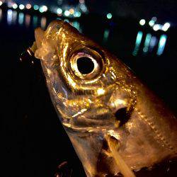 今日は暖かいので