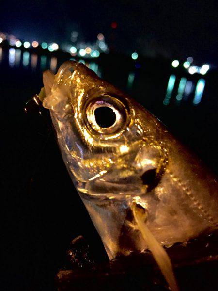 今日は暖かいので