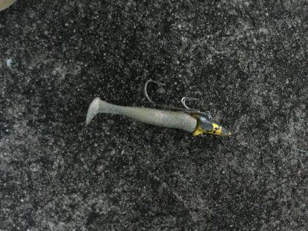 朝マズメ　時合短し！！