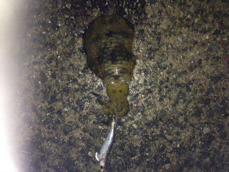 あたるとでかい