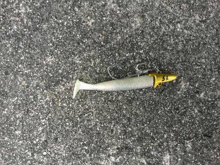 タチウオまだいける