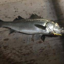 シーバス爆釣！