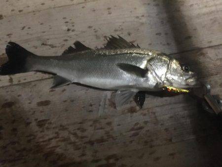 シーバス爆釣！