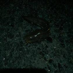 ゴンズイ祭りからのマイワシ爆釣!