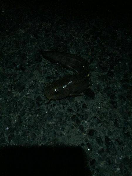 ゴンズイ祭りからのマイワシ爆釣!