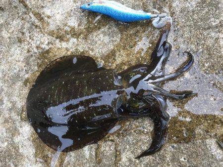 好きだカラー！