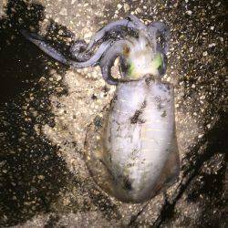 ご近所エギング