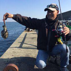 アオリは終わったのかい