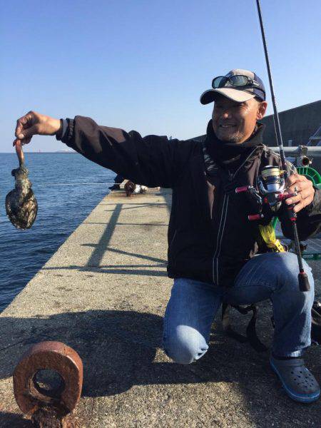 アオリは終わったのかい