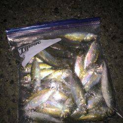 デカアジを求めて