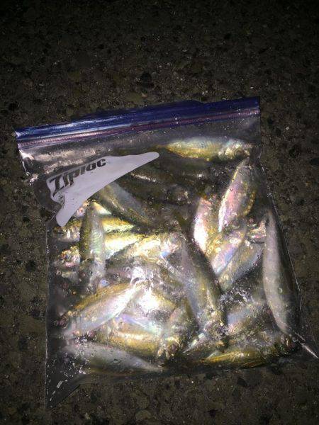 デカアジを求めて